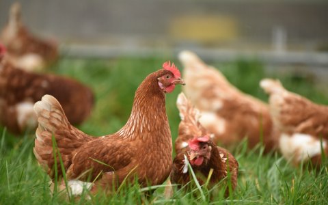 Breakthrough productivity -  Prolonging egg-laying cycles and reducing moulting in poultry